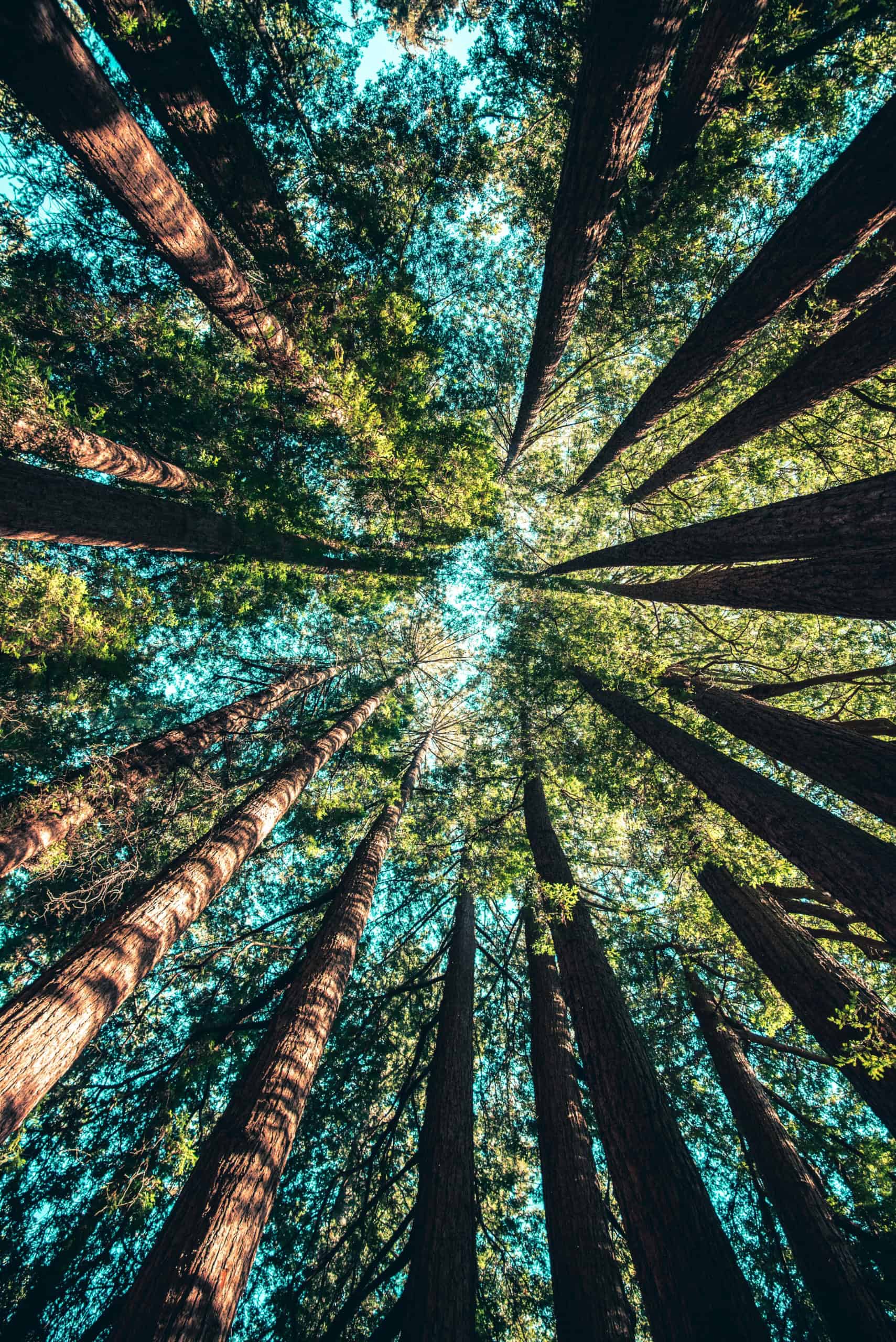Canadian environmental sustainability — carbon footprint reduction and circular economy practices
